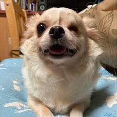 ウインクしてるみたい⭐︎ 甘ったれチワワの女の子3歳