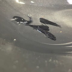 曜変天目（夢中メダカ血統）若魚1pの画像