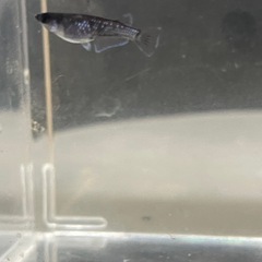 曜変天目（夢中メダカ血統）若魚1pの画像