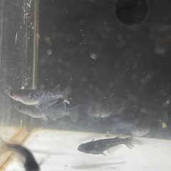 曜変天目（夢中メダカ血統）若魚1pの画像