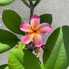 プルメリア苗木（8号鉢）