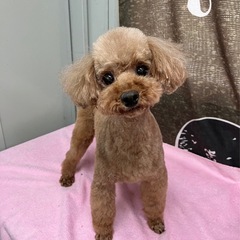 ブリード卒業わんちゃん（トイプードル）