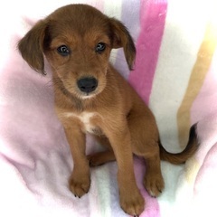 総額5万円でお迎えできます💕希少な豆プーmix犬💕