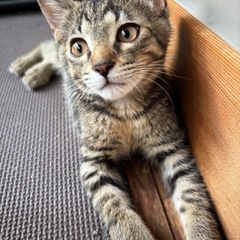 キジトラ🐈‍⬛オス