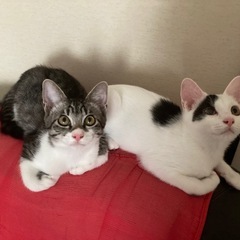キジシロ🩷と白黒🩵の兄弟