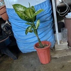 ディフェンバキア❓の画像