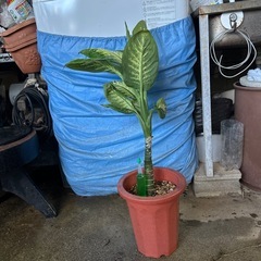 ディフェンバキア❓の画像