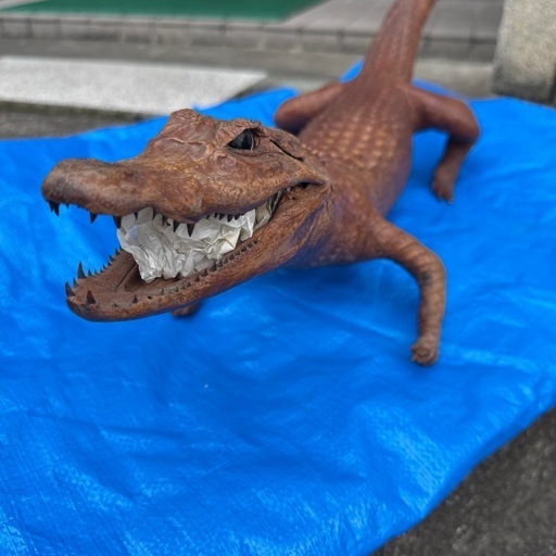 ワニの剥製 ワニの剥製 全長70cm わに 鰐 置物｜Yahoo!フリマ（旧PayPayフリマ）