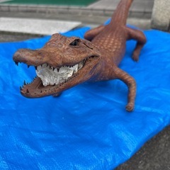 ワニの剥製
の画像