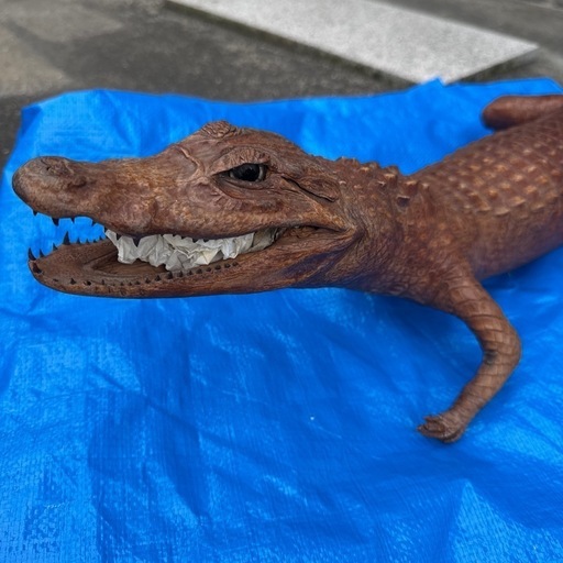ワニの剥製 (さも/ゆた) 向井原のその他の中古あげます・譲ります