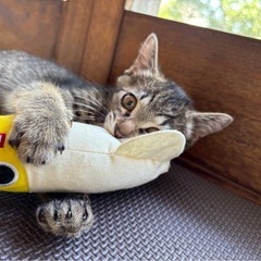 キジトラ🐈‍⬛メス