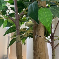 【目黒引取限定】フェイクグリーン/人工観葉植物 約165cmの画像