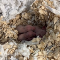 キンクマハムスター赤ちゃん10匹 大人1匹