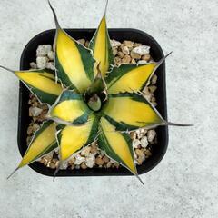 観葉植物　アガベ　ホリダ　黄中斑の画像