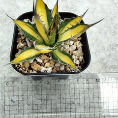 観葉植物　アガベ　ホリダ　黄中斑の画像