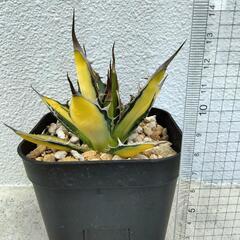 観葉植物　アガベ　ホリダ　黄中斑の画像