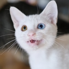 【パルディエ】毎日がお祭り！白・オッドアイ・男の子