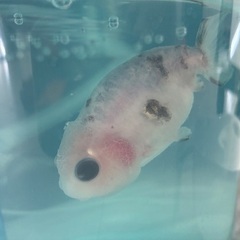 《相談中》訳あり らんちゅう 金魚の画像