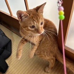 茶トラ🐈