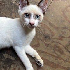保護子猫の里親様を探しています。　シャムMIX 、男の子