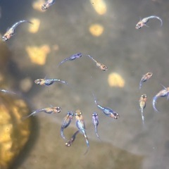 🐟ユリシス　メダカ🐟稚魚4匹＋補償🐟の画像