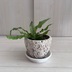 ランキングキーワードに紐づく投稿画像-観葉植物