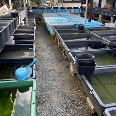 1ペア 【オリフィス】メダカの画像