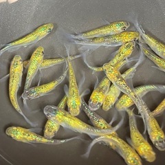 1ペア 【オリフィス】メダカの画像