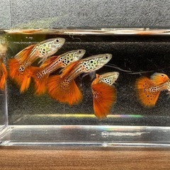 🐠国産グッピー コブラ系メタルレッドレースコブラ 1ペア350円 5ペア以上で1ペア250円 熱帯魚 国産 グッピーNo.01の画像