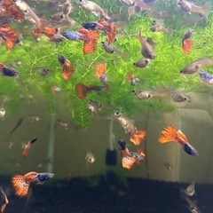 🐠国産グッピー コブラ系メタルレッドレースコブラ 1ペア350円 5ペア以上で1ペア250円 熱帯魚 国産 グッピーNo.01の画像