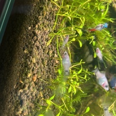 ミッキーマウスプラティ　稚魚　熱帯魚　アクアリウムの画像