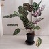 ランキングキーワードに紐づく投稿画像-観葉植物