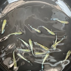 1ペア 【エメキン】メダカの画像