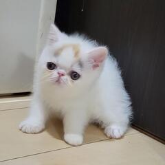 三毛ちゃん　エキゾチックショートヘア