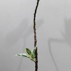 観葉植物🌿フィカス ティネケ　曲がりの画像