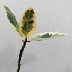 観葉植物🌿フィカス ティネケ　曲がりの画像