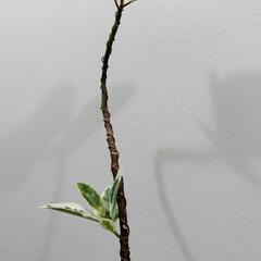 観葉植物🌿フィカス ティネケ　曲がりの画像
