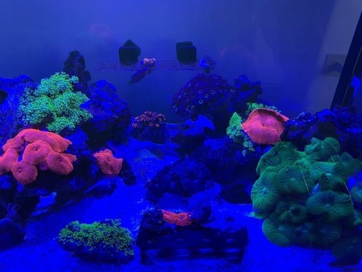 サンゴ、ソフトコーラル、海水魚、アクアリウム、マリンアクア