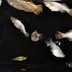 ランキングキーワードに紐づく投稿画像-メダカ