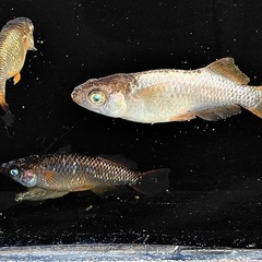 【爆安で種親から全て放出】15匹以上丸ごと。橙アースアイ　メダカの画像