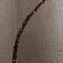 観葉植物🌿フィカス ティネケ　曲がりの画像
