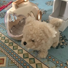 3coins  動く🐶わん
ちゃんの画像