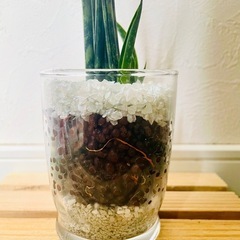サンスベリア　ミカド　観葉植物　ハイドロカルチャー【Ｂ】の画像