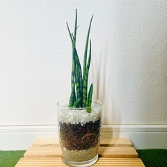 サンスベリア　ミカド　観葉植物　ハイドロカルチャー【Ｂ】の画像