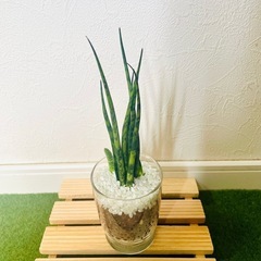 サンスベリア　ミカド　観葉植物　ハイドロカルチャー【Ｂ】の画像