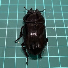【ネット決済 配送可】 能勢YG 国産オオクワガタ ♂1♀2計3匹 82.4 51.9 52.3の画像