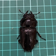 【ネット決済 配送可】 能勢YG 国産オオクワガタ ♂1♀2計3匹 82.4 51.9 52.3の画像
