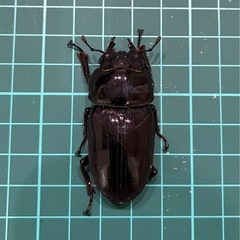 【ネット決済 配送可】 能勢YG 国産オオクワガタ ♂1♀2計3匹 82.4 51.9 52.3の画像