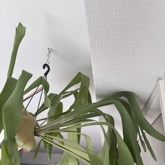 【お取引ご対応中】ビカクシダの画像