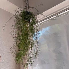 【他商品とのおまとめ売りにてご対応の為、お取引不可】の画像